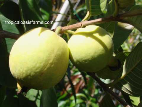 South African Yellow Guava