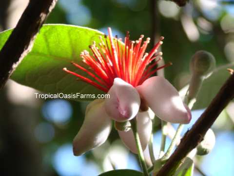 Feijoa Flower: also known as Pineapple Guava