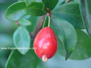 Australian Beach Cherry