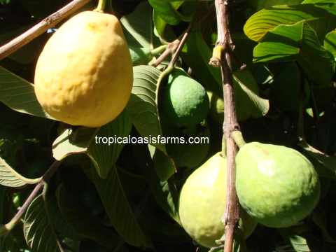 Brazilian Guava - goiaba vermelha