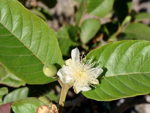 Brazilian White Guava Flower - goiaba branca do Brasil