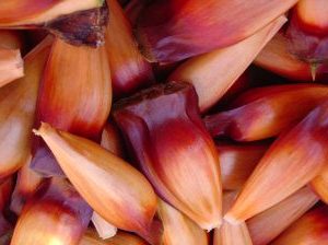 Araucaria Brasilensis  - Giant Pine Nuts