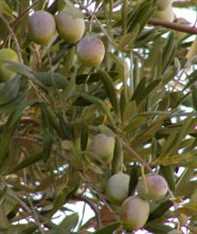 Ascolana olive tree with olives