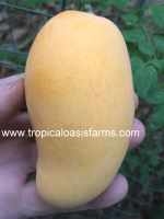 Ataulfo Mango