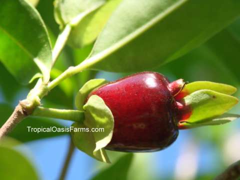 Cherry of the Rio Grande