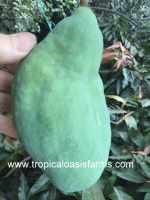 Mango Variety: Espada Mango from Brazil