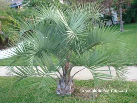 Jelly Palm; butia capitata