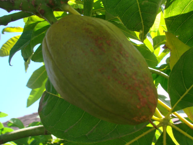 Malabar Chestnut - Castanha de Para