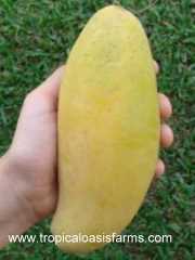 Manilla Mango