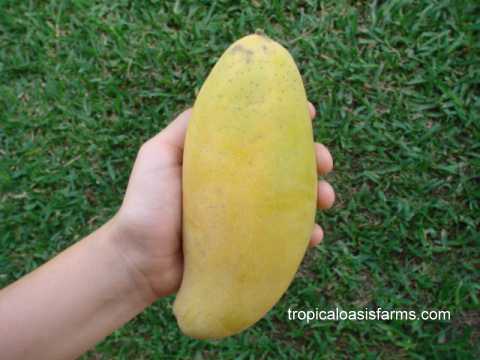 Manilla Mango from the Phillipines