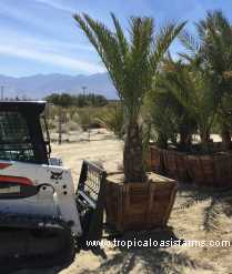 Medjool Date Palm For Sale in Wood Box