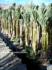 Medjool Date Palm Offshoots