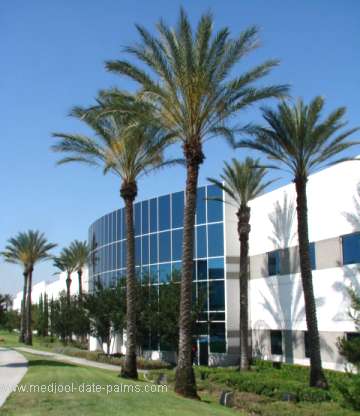 Medjool Date Palms used in Landscape Design for a Commercial Building