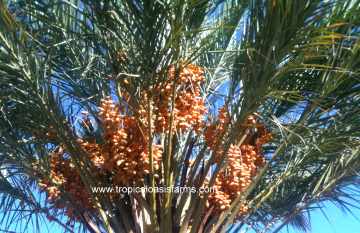 Medjool Date Palm with khalal stage medjool dates 