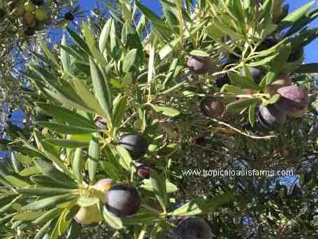 Mission Olive Tree