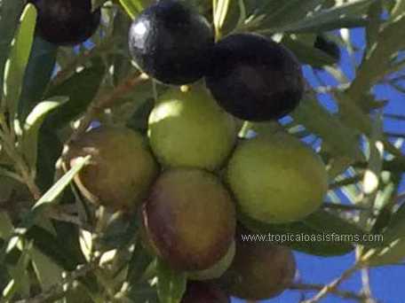 Olives