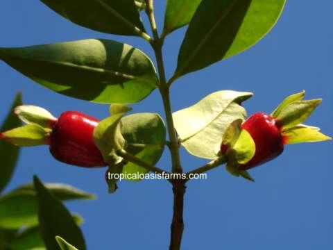 Cherry of the Rio Grande