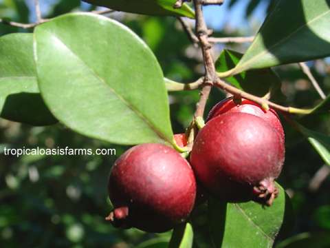 Strawberry Guavas