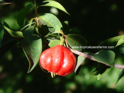 Surinam Cherry